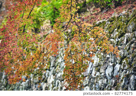 Photographing the autumn leaves of Yoshiminedera, Nishikyo-ku, Kyoto 82774175
