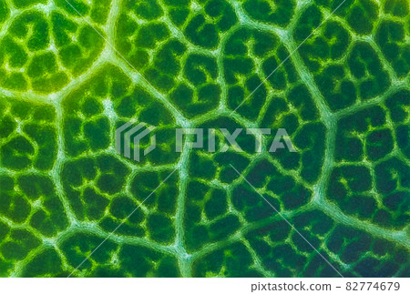 Abstract texture of a green leaf, close up image of leaf textures Abstract texture of a green leaf, close up image of leaf textures 82774679