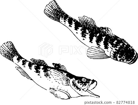 Fish: Goby Fish: Goby 82774818