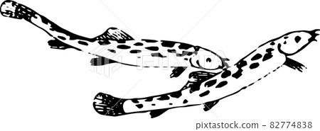 魚:柳泥鰍 魚:柳泥鰍 82774838