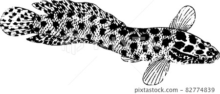 魚：蛇頭2 82774839