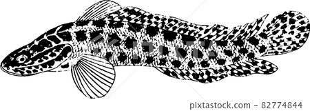 魚：蛇頭 1 82774844