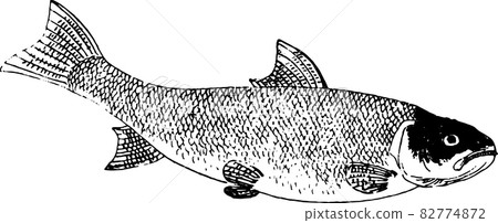 魚：琵琶鱒魚 82774872