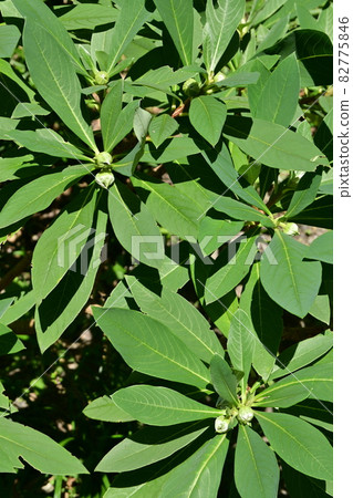 Edgeworthia and trident leaves 82775846