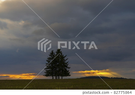 Landscape at sunset in Slavkovsky les near Horni Slavkov, Western Bohemia, Czech Republic 82775864