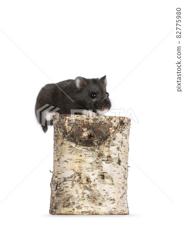 Hamster on white background 82775980