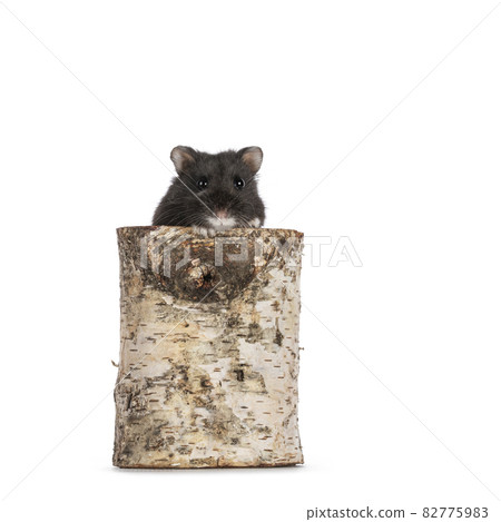 Hamster on white background 82775983