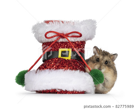 Hamster on white background Hamster on white background 82775989