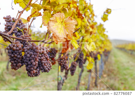 Grapes in autumn vineyard, Southern Moravia, Czech Republic 82776087