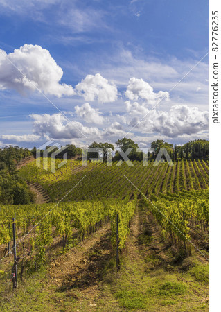 Tuscany's most famous vineyards near town Montalcino in Italy 82776235