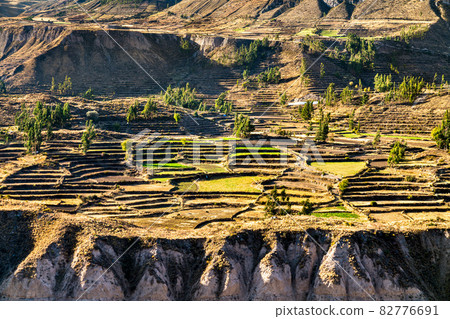 Terraced field within the Colca Canyon in Peru Terraced field within the Colca Canyon in Peru 82776691
