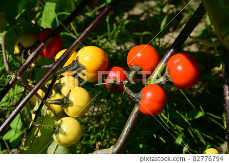 Small fruit of fruit paprika Small fruit of fruit paprika 82776794