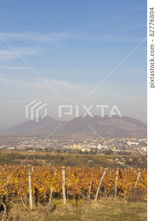 vineyard near the city Eger, northern Hungary 82776804