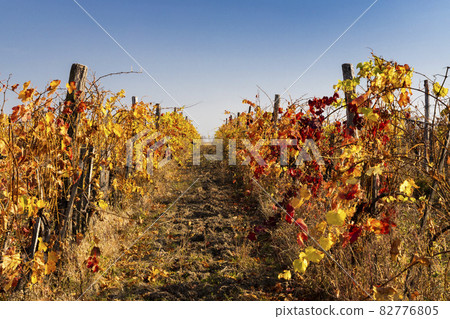 autumn vineyard near Eger, Northern Hungary 82776805