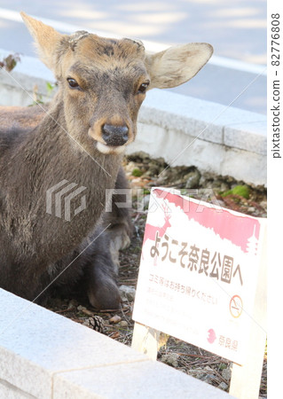 Welcome to Nara Park, deer 82776808