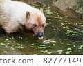 Bush dog drinking water 82777149