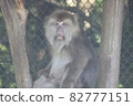 Tibetan monkey staring at here 82777151