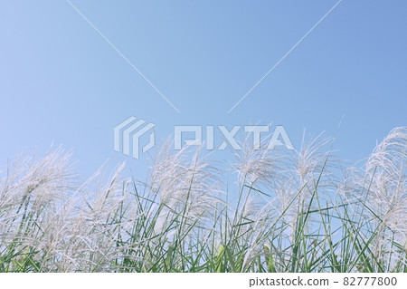 Japanese pampas grass swaying in the autumn breeze (color image) Japanese pampas grass swaying in the autumn breeze (color image) 82777800