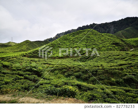 tea plantage in cameron highlands tea plantage in cameron highlands 82778233