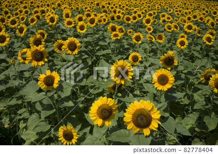 Sunflower flowers are in bloom in the sunflower field. The name of the sunflower variety is Vincent Orange. Twice Sunflower flowers are in bloom in the sunflower field. The name of the sunflower variety is Vincent Orange. Twice 82778404