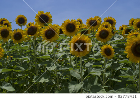 Sunflower flowers are in bloom in the sunflower field. The name of the sunflower variety is Vincent Orange. Twice Sunflower flowers are in bloom in the sunflower field. The name of the sunflower variety is Vincent Orange. Twice 82778411