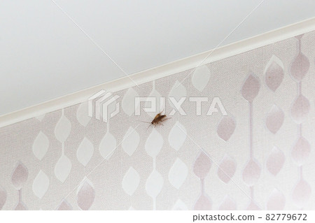 Scary nasty big brown cockroach crawling on the wall in the apartment 82779672