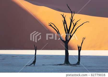 Dead Camelthorn Trees at sunrise 82779816