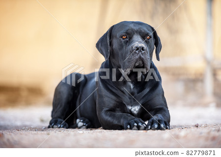 Black dog breed Cane Corso lies on the ground 82779871
