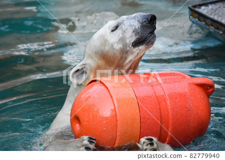 Polar bear carrying toys in the water 82779940