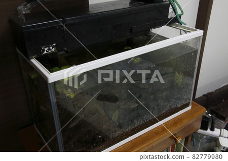 家庭水族館因 2021 年 10 月 7 日發生的地震而溢出（埼玉縣川口市） 82779980