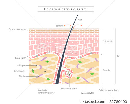 Illustration showing the structure of the... - Stock Illustration ...