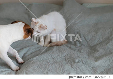 Jack russell terrier dog and irritated white cat on the bed. 82780407