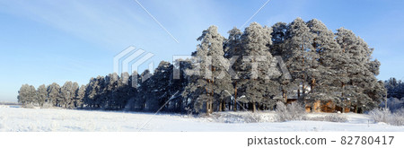 Pesterevskaya grove winter. Verhovazhe, Vologda Region, Russia. Panorama 82780417