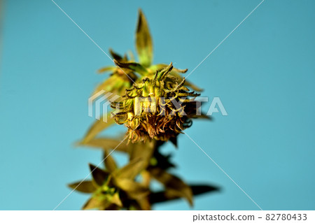 A macro shot of an unblown autumn flower. 82780433