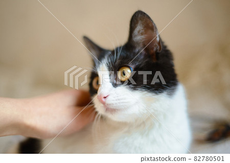 white cat with black spots playing in the house 82780501