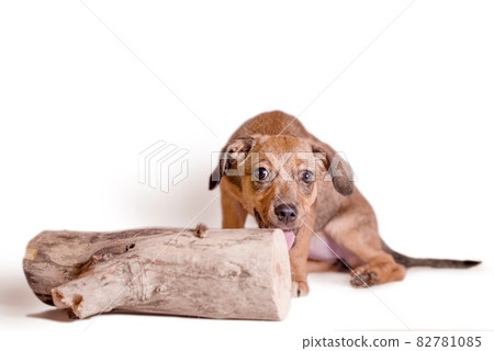 red mongrel puppy gnaws a large log 82781085