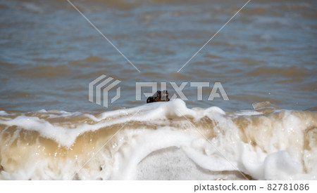 Doberman dog puppy swims in dirty water during a flood 82781086
