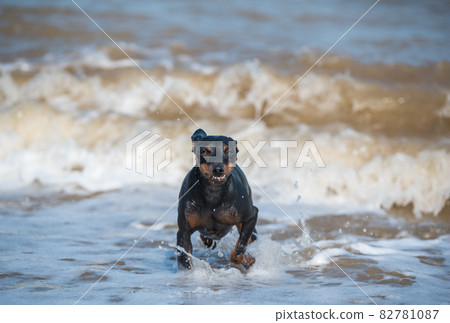 Doberman dog puppy swims in dirty water during a flood 82781087