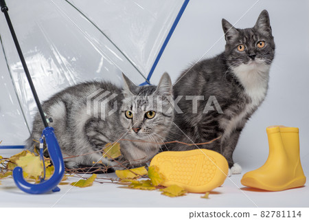two cats with autumn leaves and yellow rubber boots under a transparent umbrella with a blue handle two cats with autumn leaves and yellow rubber boots under a transparent umbrella with a blue handle 82781114
