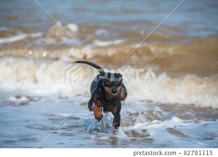 Doberman dog puppy swims in dirty water during a flood Doberman dog puppy swims in dirty water during a flood 82781115