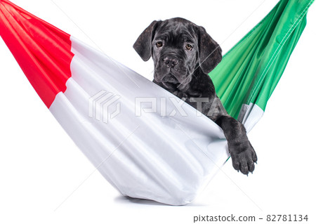 black cane corso puppy with italian flag 82781134
