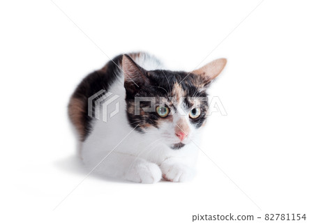 tricolor adult cat lying on a white background tricolor adult cat lying on a white background 82781154