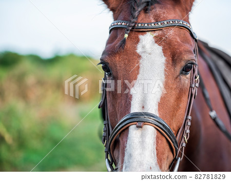 horse head and eyes close up horse head and eyes close up 82781829