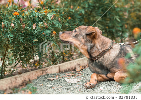 mongrel dog sniffing a flower of marigolds in the daytime in the park 82781833