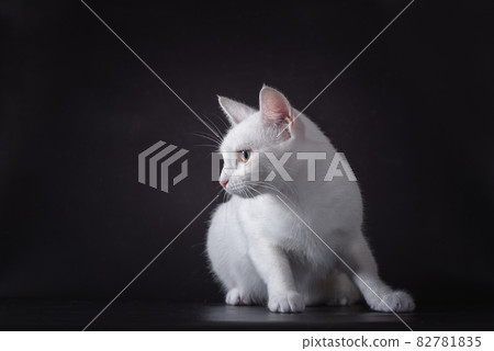 white cat sitting on a black background 82781835