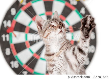 cross-eyed tabby kitten next to darts with paw up 82781836