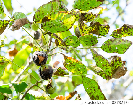 twigs of tree with ripe Walnuts inside green husk 82782124