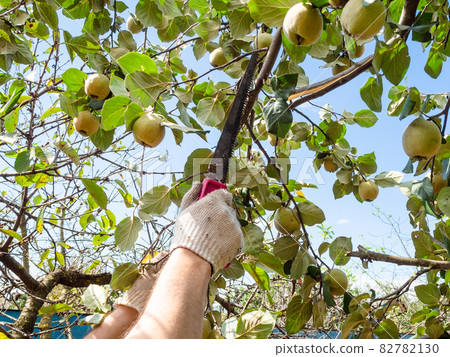 man saws a quince tree branch with a hand saw 82782130