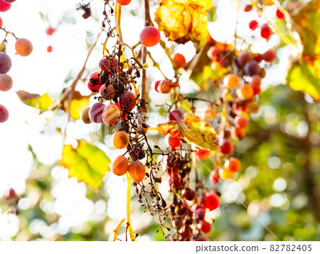 ripe and sun-dried pink grapes lit by sunset sun ripe and sun-dried pink grapes lit by sunset sun 82782405