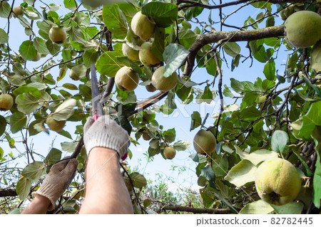 worker saws a quince tree branch with a hand saw 82782445